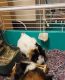 Guinea Pig Rodents for sale in San Angelo, TX, USA. price: NA