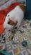 Guinea Pig Rodents for sale in 4608 Fir Dr, Fort Worth, TX 76244, USA. price: NA
