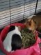 Guinea Pig Rodents for sale in Newark, OH 43055, USA. price: $80