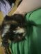 Guinea Pig Rodents for sale in Crossville, Tennessee. price: $20