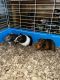 Guinea Pig Rodents for sale in Lebanon, Tennessee. price: NA