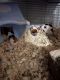 Guinea Pig Rodents for sale in Ocala, Florida. price: NA