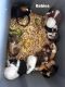 Guinea Pig Rodents for sale in Tucson, Arizona. price: $50