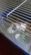 Guinea Pig Rodents for sale in Houston, TX, USA. price: NA