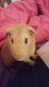 Guinea Pig Rodents for sale in Navarre, FL 32566, USA. price: NA