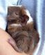 Guinea Pig Rodents for sale in Hammond, LA, USA. price: NA