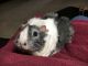Guinea Pig Rodents for sale in Hilliard, OH, USA. price: NA