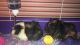 Guinea Pig Rodents for sale in Fairmont, WV 26554, USA. price: NA