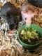 Guinea Pig Rodents for sale in York, PA, USA. price: NA