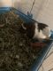 Guinea Pig Rodents for sale in Mobile, AL 36613, USA. price: $150