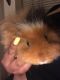 2 adorable female baby Guinea Pigs with all essentials needs