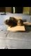 Guinea Pig Rodents for sale in Silverdale, WA, USA. price: NA