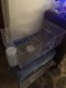 Guinea Pig Rodents for sale in Apache Junction, AZ, USA. price: $40