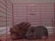 Guinea Pig Rodents for sale in Pittsburg, CA, USA. price: NA