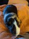 Guinea Pig Rodents for sale in Tacoma, WA, USA. price: NA