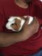 Guinea Pig Rodents for sale in Nampa, ID 83686, USA. price: NA