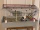 Guinea Pigs - Cage and Accessories