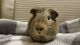 Guinea Pig Rodents for sale in Anderson, SC, USA. price: NA