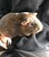 Guinea Pig Rodents for sale in Grand Haven, MI, USA. price: $50