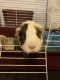 Guinea Pig Rodents for sale in Auburn Hills, MI, USA. price: $175