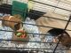 3 Free Guinea pigs with cage and food