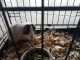Guinea Pig Rodents for sale in Hondo, TX 78861, USA. price: NA