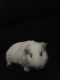Guinea Pig Rodents for sale in Myrtle Beach, SC, USA. price: NA