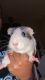 Guinea Pig Rodents for sale in Whitehall, OH, USA. price: NA