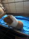 Guinea Pig Rodents for sale in Lexington, SC, USA. price: NA