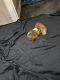Guinea Pig Rodents for sale in Garland, TX 75044, USA. price: $60