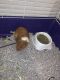 Guinea Pig Rodents for sale in 12703 Jones Rd, Houston, TX 77070, USA. price: NA
