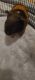 Guinea Pig Rodents for sale in New London, WI 54961, USA. price: NA