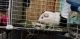 Guinea Pig Rodents for sale in Davison, MI 48423, USA. price: $80
