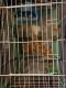 Guinea Pig Rodents for sale in Greenville, SC, USA. price: NA