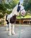 Gypsy Vanner Horses for sale in Palm Beach, FL, USA. price: $3,500