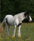 Gypsy Vanner Horses for sale in Accomac, VA 23301, USA. price: NA