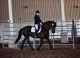 Gypsy Vanner Horses for sale in Georgetown, GA, USA. price: NA