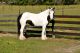 Gypsy Vanner Horses for sale in Columbus, OH 43215, USA. price: $1,000