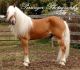 Haflinger Horses for sale in TN-158, Knoxville, TN, USA. price: NA