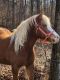 Haflinger Horses for sale in Louisville, KY, USA. price: NA