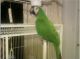 Hahn's macaw Birds for sale in Ventnor City, NJ, USA. price: NA