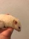 Hamster Rodents for sale in Winter Park, FL, USA. price: NA