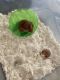 Hamster Rodents for sale in Palmer, AK 99645, USA. price: NA