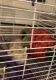 Hamster Rodents for sale in Los Angeles, CA, USA. price: NA