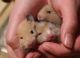 Hamster Rodents