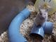 Hamster Rodents for sale in Doctor Layout, Naganathapura, Rayasandra, Bengaluru, Karnataka 560100, India. price: 200 INR