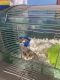 Hamster Rodents for sale in 2005 Steinem Ct, Virginia Beach, VA 23464, USA. price: NA