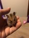 Hamster Rodents for sale in Sioux City, IA, USA. price: $5