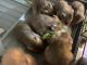 Hamster Rodents for sale in Churchville, MD 21028, USA. price: NA