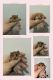 Hamster Rodents for sale in Bay Pkwy, Brooklyn, NY, USA. price: $15
